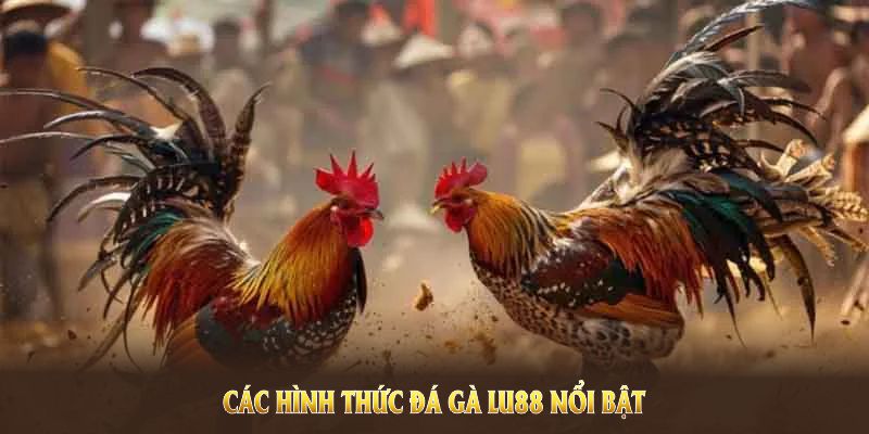 Tìm hiểu các hình thức đá gà LU88 nổi bật nhất