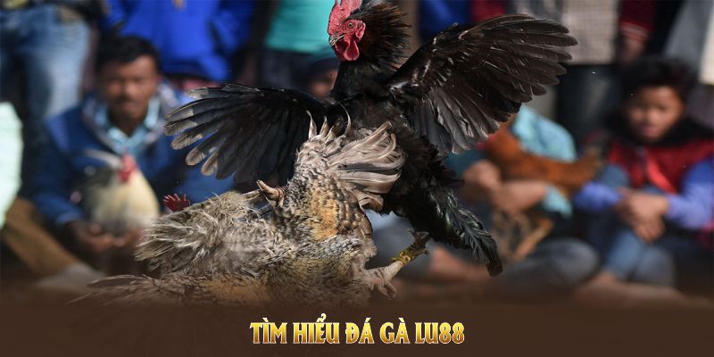 Tìm hiểu Đá gà LU88 và các cam kết dành cho thành viên