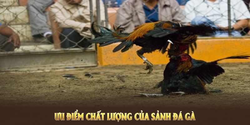 Khám phá các ưu điểm chất lượng của sảnh đá gà LU88